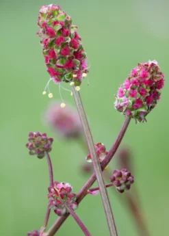 Salad Burnet (Sanguisorba Minor)