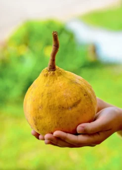 Santol (Sandoricum Koetjape) -Sow Exotic Shop Santols and Fresh color
