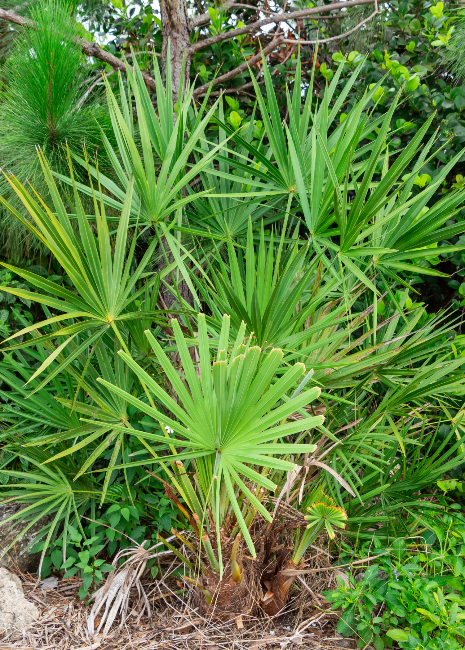 Saw Palmetto (Serenoa Repens) 2 Saw Palmetto (Serenoa Repens) - Image 2