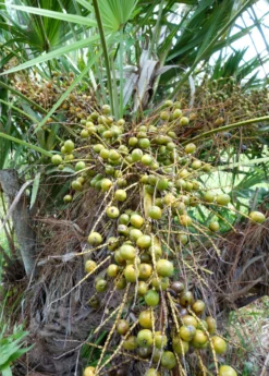 Saw Palmetto (Serenoa Repens)