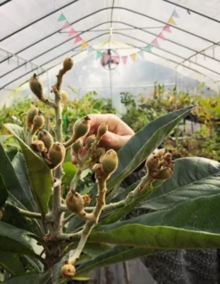 Loquat 'Christmas' (Eriobotrya Japonica) -Sow Exotic Shop Screenshot 2020 01 14 at 7.14.26 PM