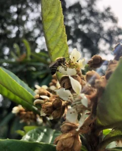 Loquat 'Christmas' (Eriobotrya Japonica) -Sow Exotic Shop Screenshot 2020 01 14 at 7.20.43 PM