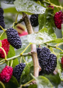 Mulberry 'Shangri La' (Morus Alba X Rubra) -Sow Exotic Shop Shangri La Mulberry Fruit