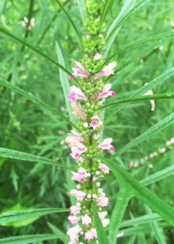 Siberian Motherwort (Leonurus Sibiricus) -Sow Exotic Shop Siberian Motherwort Leonurus sibiricus closeup1