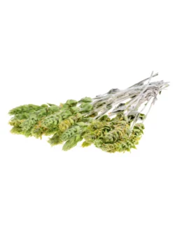 Greek Mountain Tea (Sideritis Scardica) -Sow Exotic Shop Sideritis greek mountain tea herb white background fresh picked