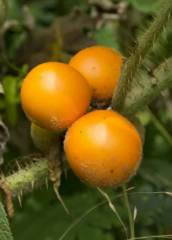 Lulo, Naranjilla (Solanum Quitoense) -Sow Exotic Shop Solanum quitoense naranjilla fruit on the plant