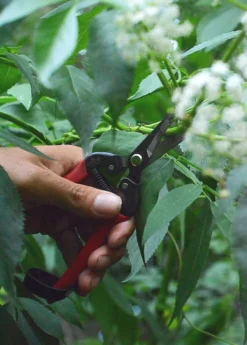 Sow Exotic Shop -Sow Exotic Shop Sow Exotic Harvest Snips by Corona closeup