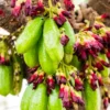 Bilimbi (Averrhoa Bilimbi)