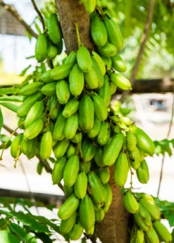 Bilimbi (Averrhoa Bilimbi) -Sow Exotic Shop Sow Exotic Plant Nursery Averrhoabilimbi 1