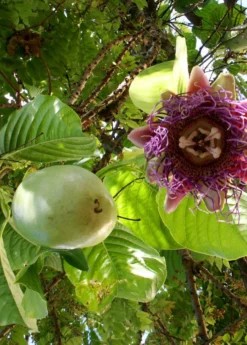 Giant Granadilla (Passiflora Quadrangularis L.) -Sow Exotic Shop Sow Exotic Plant Nursery GiantGranadilla PassifloraquadrangularisL. 1