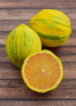 Variegated Pink Lemon (Citrus × Limon) -Sow Exotic Shop Sow Exotic Plant Nursery Variegated Pink Lemon 2