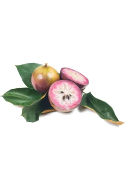 Purple Caimito, Star Apple (Chrysophyllum Cainito) -Sow Exotic Shop Sow Exotic Plant Nursery cainito
