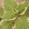 Cuban Oregano, Variegated (Plectranthus Amboinicus)