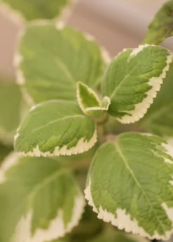 Cuban Oregano, Variegated (Plectranthus Amboinicus)