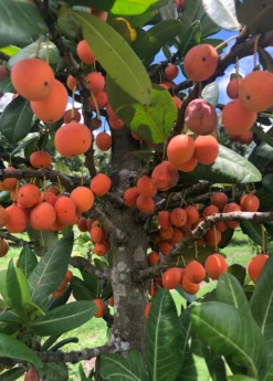 Imbe (Garcinia Livingstonei) -Sow Exotic Shop Sow Exotic Plant Nursery imbe