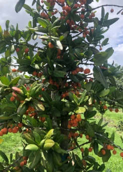 Imbe (Garcinia Livingstonei) -Sow Exotic Shop Sow Exotic Plant Nursery imbe 1