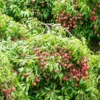 Lychee 'Brewster' (Litchi Chinensis)