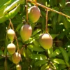 Mango 'Carrie' (Mangifera Indica)