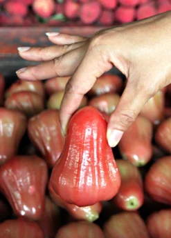 Malay Apple (Syzygium Malaccense) -Sow Exotic Shop Sow Exotic Plant Nursery redmalayappleSyzygiummalaccense 3