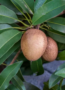 Sapodilla 'Silas Wood' (Manilkara Zapota)
