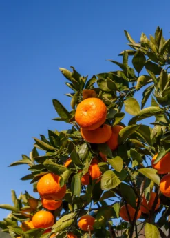 Satsuma Mandarin (Citrus Unshiu) -Sow Exotic Shop Sow Exotic Plant Nursery satsuma