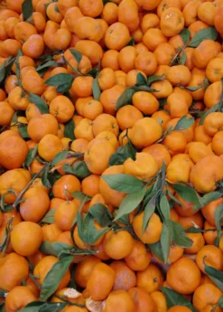 Satsuma Mandarin (Citrus Unshiu) -Sow Exotic Shop Sow Exotic Plant Nursery satsuma 2