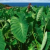 Taro 'Chinese Bun Long' (Colocasia Esculenta)