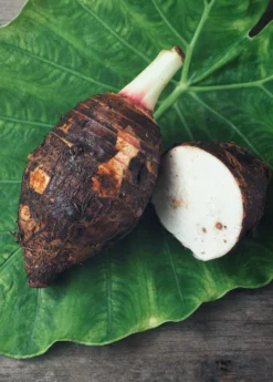 Taro 'Chinese Bun Long' (Colocasia Esculenta) -Sow Exotic Shop Sow Exotic Plant Nursery taro 2