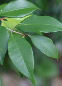 Spice Wood (Myrcia Neopallens, Syn. Calyptranthes Pallens) -Sow Exotic Shop SpiceWoodNativeFruitTreesforSale SowExotic.com 1