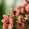 Sumac, Florida Native (Rhus Copallinum)