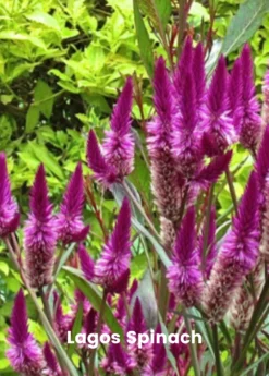 Summer Greens Bundle: Malabar Spinach, Molokhia, Longevity Spinach & Lagos Spinach -Sow Exotic Shop SummerGreensBundle LongevitySpinach OkinawaSpinach LagosSpinachPlantsForSale SowExotic.com 2