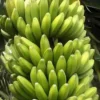 Banana 'Sweetheart' (Musa Acuminata FHIA-3)