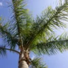 Queen Palm (Syagrus Romanzoffiana)
