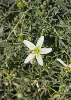 Syrian Rue (Peganum Harmala) -Sow Exotic Shop Syrian Rue Peganum harmala flower and foliage