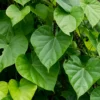 Giloy Vine (Tinospora Cordifolia)