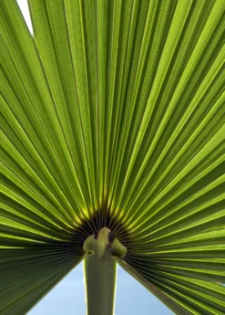 Windmill Palm (Trachycarpus Fortunei) -Sow Exotic Shop Trachycarpusfortunei chinesewindmillpalm