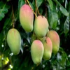 Mango 'Valencia Pride' (Mangifera Indica)