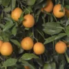 Vernia Sweet Orange (Citrus × Sinensis (L.) Osbeck)