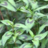 Vietnamese Coriander (Persicaria Odorata)