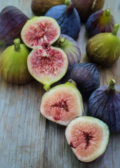 Fig 'Violete De Bordeaux' (Ficus Carica)