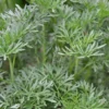 Wormwood (Artemisia Absinthium)