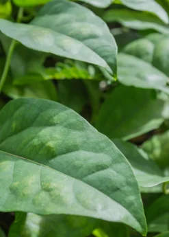 Yanang, Grass Jelly Vine (Tiliacora Triandra) -Sow Exotic Shop Yanang GrassJellyVine Tiliacoratriandra PerennialVine medicinalherb sowexoticplantnursery