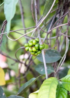 Yanang, Grass Jelly Vine (Tiliacora Triandra) -Sow Exotic Shop Yanang GrassJellyVine Tiliacoratriandra PerennialVine medicinalherb sowexoticplantnursery 1
