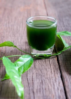 Yanang, Grass Jelly Vine (Tiliacora Triandra) -Sow Exotic Shop Yanang GrassJellyVine Tiliacoratriandra PerennialVine medicinalherb sowexoticplantnursery 3