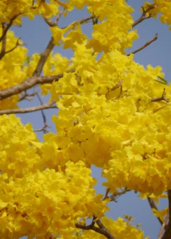 Yellow Tabebuia (Tabebuia Spp.) -Sow Exotic Shop YellowTabebuiaTreeforSale SowExotic.com