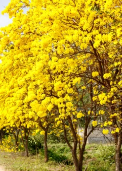 Yellow Tabebuia (Tabebuia Spp.)