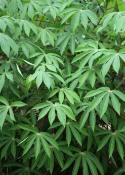 Yuca Root (Manihot Esculenta)