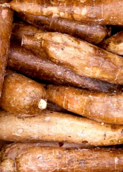 Yuca Root (Manihot Esculenta) -Sow Exotic Shop Yuca Root Manihot esculenta Yuca root
