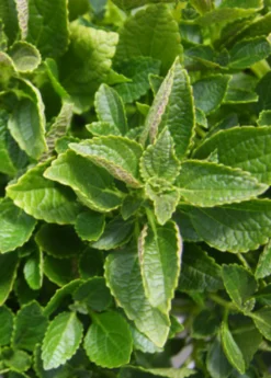 African Potato Mint (Plectranthus Esculentus)
