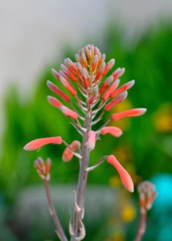 Aloe (Aloe Vera) -Sow Exotic Shop aloe vera plants for sale SowExotic 44275809 03c4 4c4d 9a2a 75f13268af89